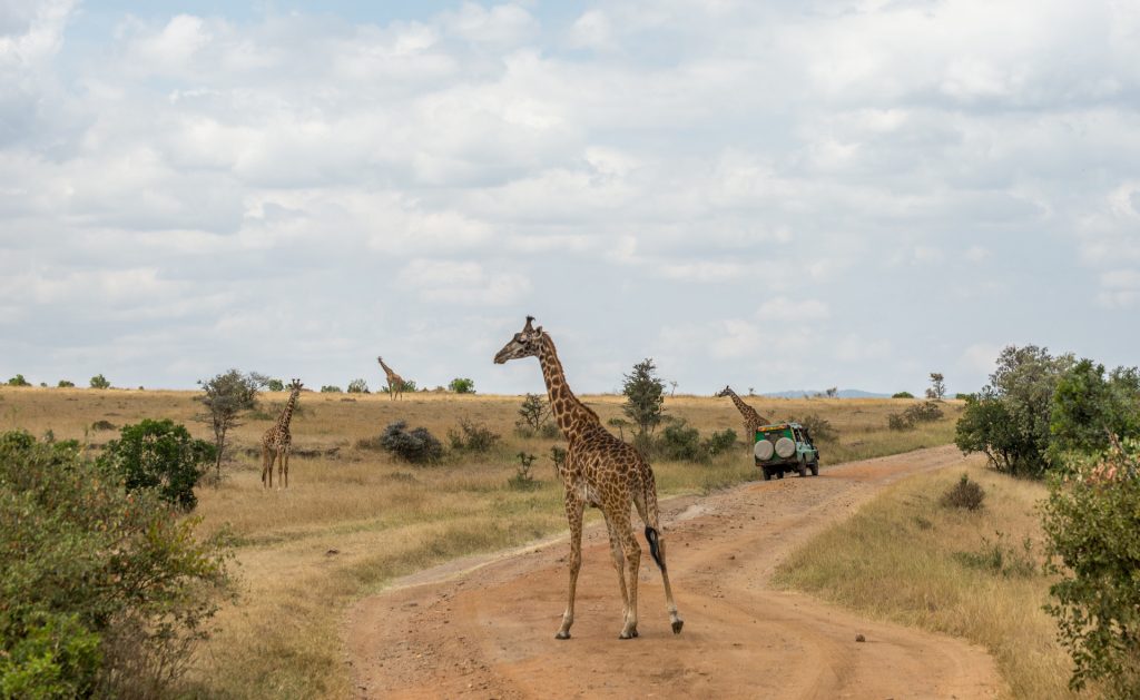 Maasai Mara: A Safari Wonderland - Escape Mission Tours & Travel